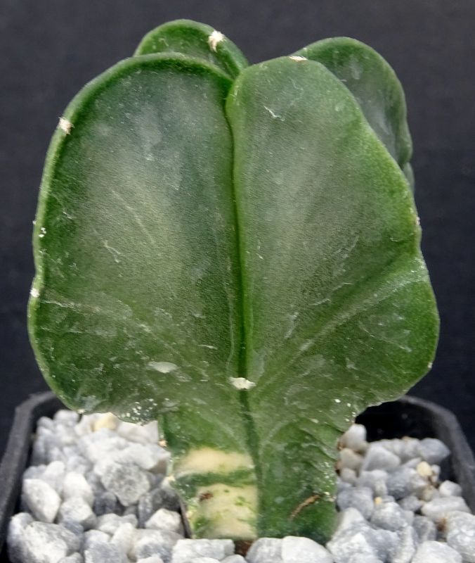 Astrophytum myriostigma v. nudum f. quadricostatum variegata – Cactusloft