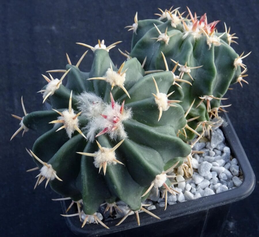 Homaocephala texensis