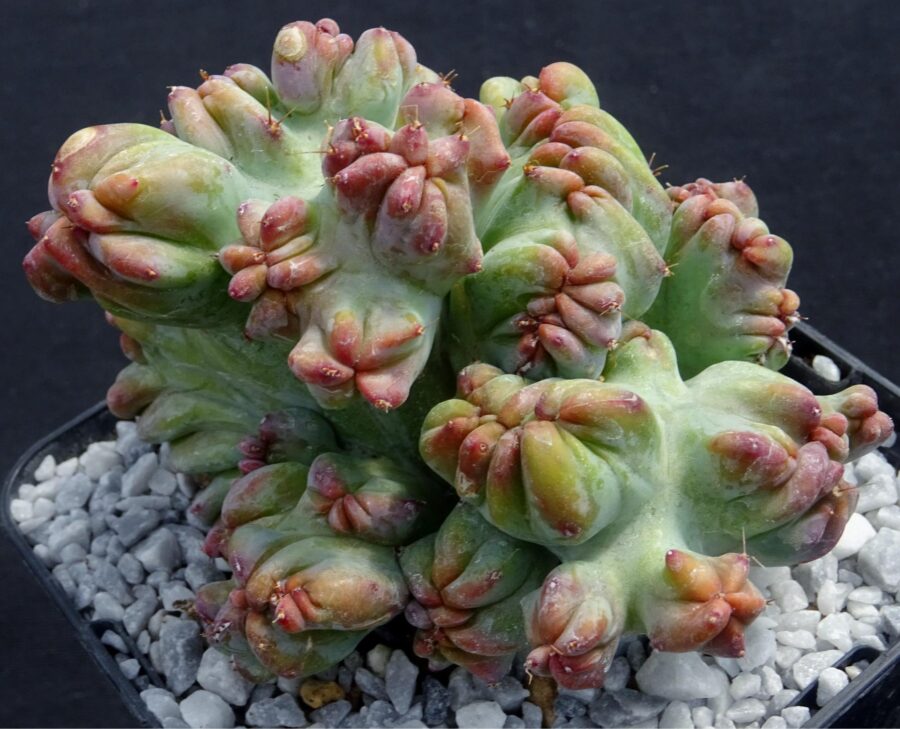 Myrtillocactus geometrizans f. cristata  Special Shape