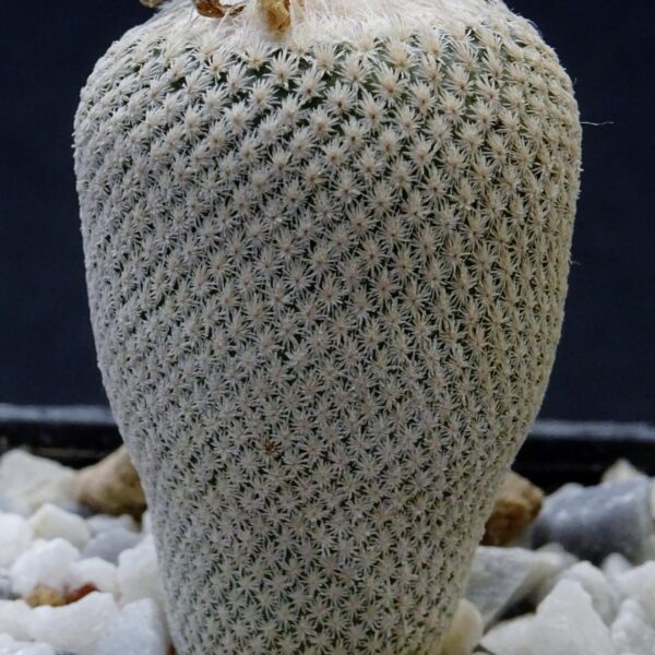 Ephitelantha  bookei v. roseiflora  KSM735