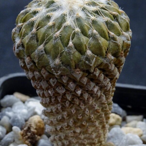 Pelecyphora strobiliformis