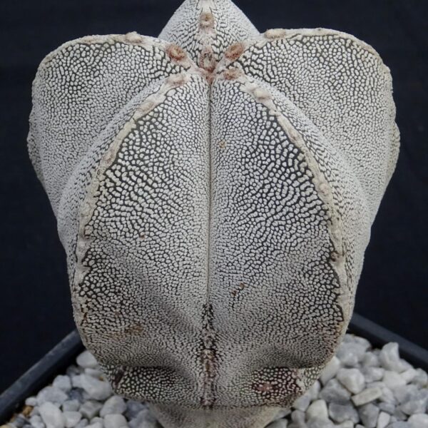 Astrophytum  myriostigma cv. Onzuka