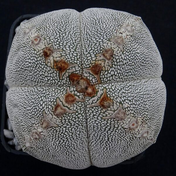 Astrophytum  myriostigma f. quadricostatum cv. Onzuka