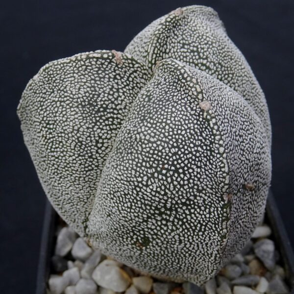 Astrophytum  myriostigma f. tricostatum cv. Onzuka