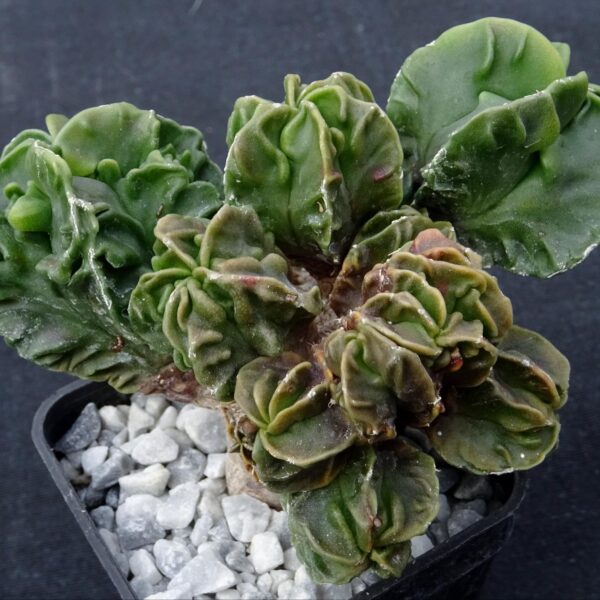 Astrophytum  myriostigma cv. Fukuryu