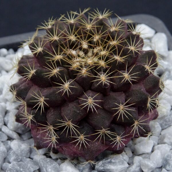 Copiapoa  humilis