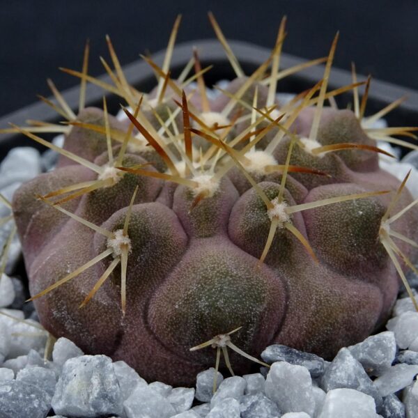 Copiapoa  cinerea v. albispina