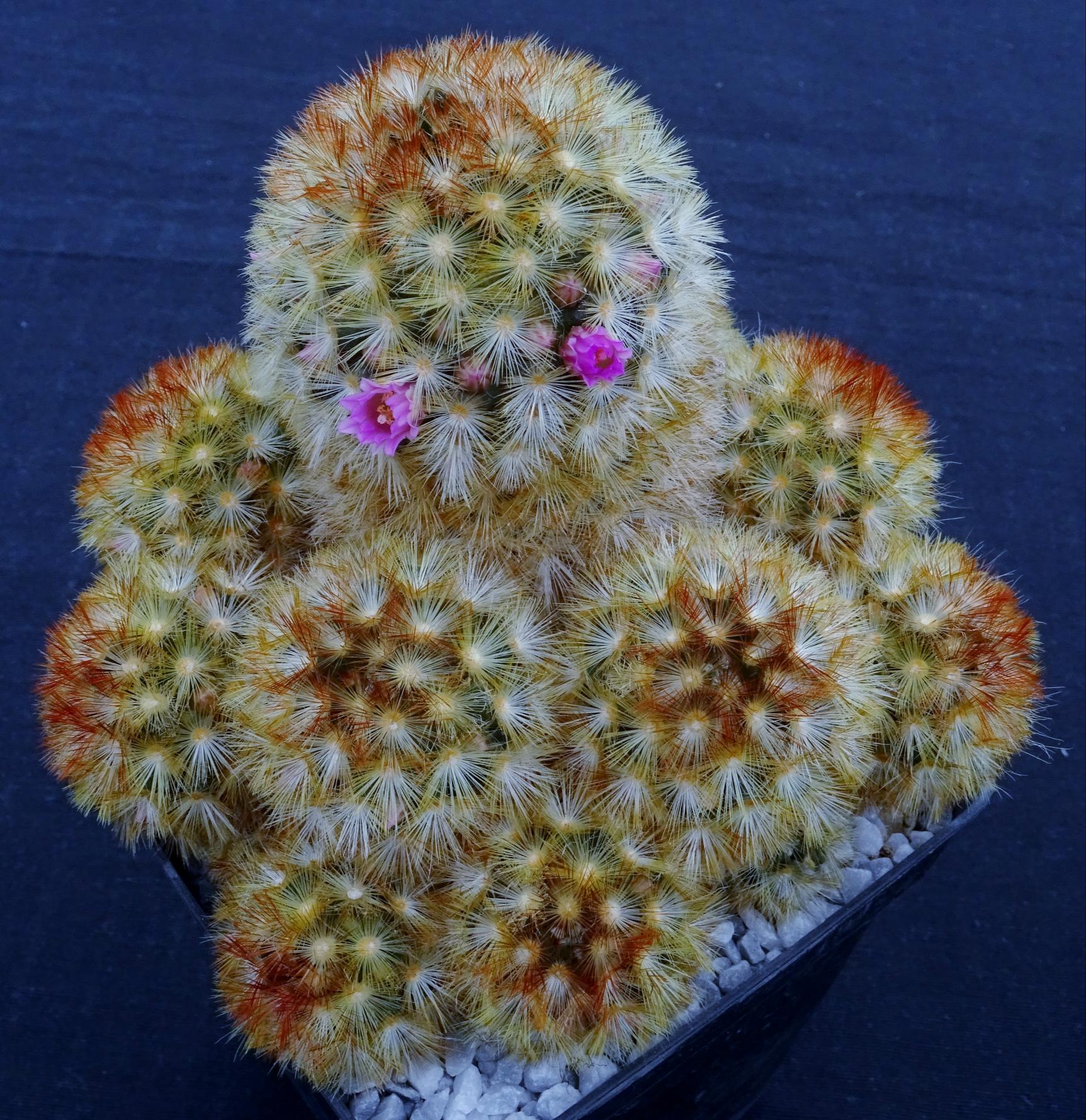 Mammillaria carmenae v. rubra