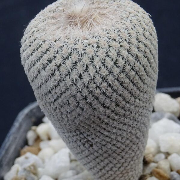 Ephitelantha  bookei v. roseiflora  KSM735