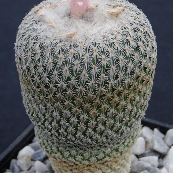 Ephitelantha  unguispina ssp. huastecana  BZ58