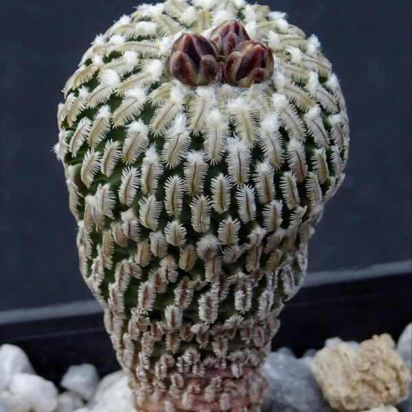 Pelecyphora pseudopectinata v. rubriflora