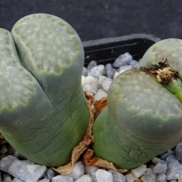 Lithops salicola "Malachite"