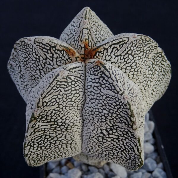 Astrophytum myriostigma cv. Onzuka