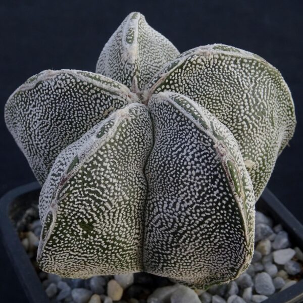 Astrophytum myriostigma cv. Onzuka