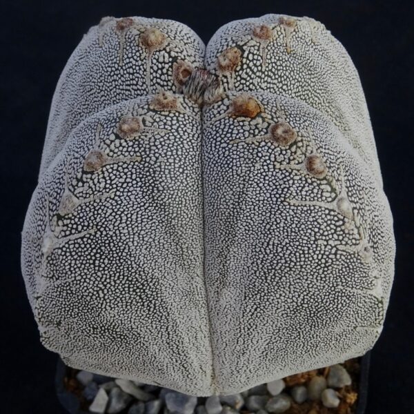 Astrophytum myriostigma f. quadricostatum cv. Onzuka