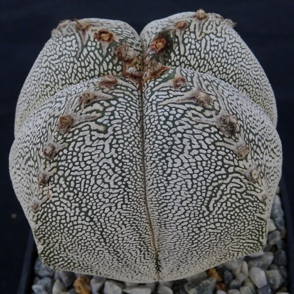 Astrophytum myriostigma f. quadricostatum cv. Onzuka