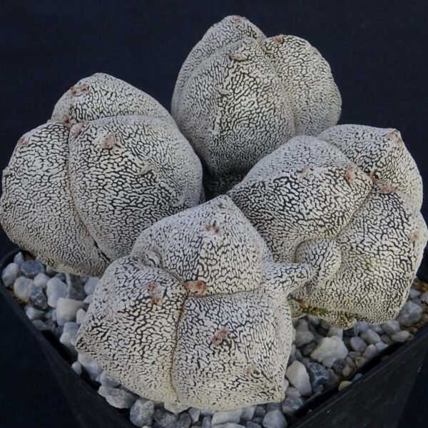 Astrophytum myriostigma f. tricostatum cv. Onzuka