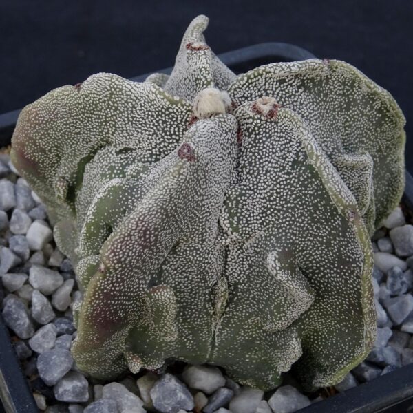 Astrophytum myriostigma cv. Fukuryu