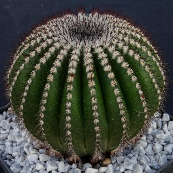 Uebelmannia pectinifera