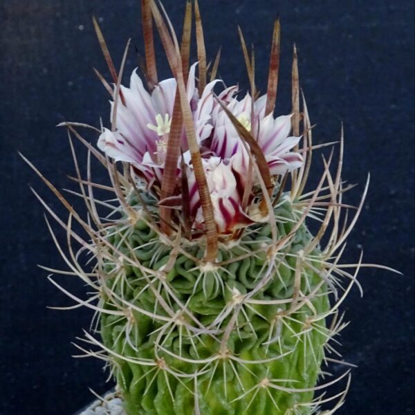 Stenocactus crispatus