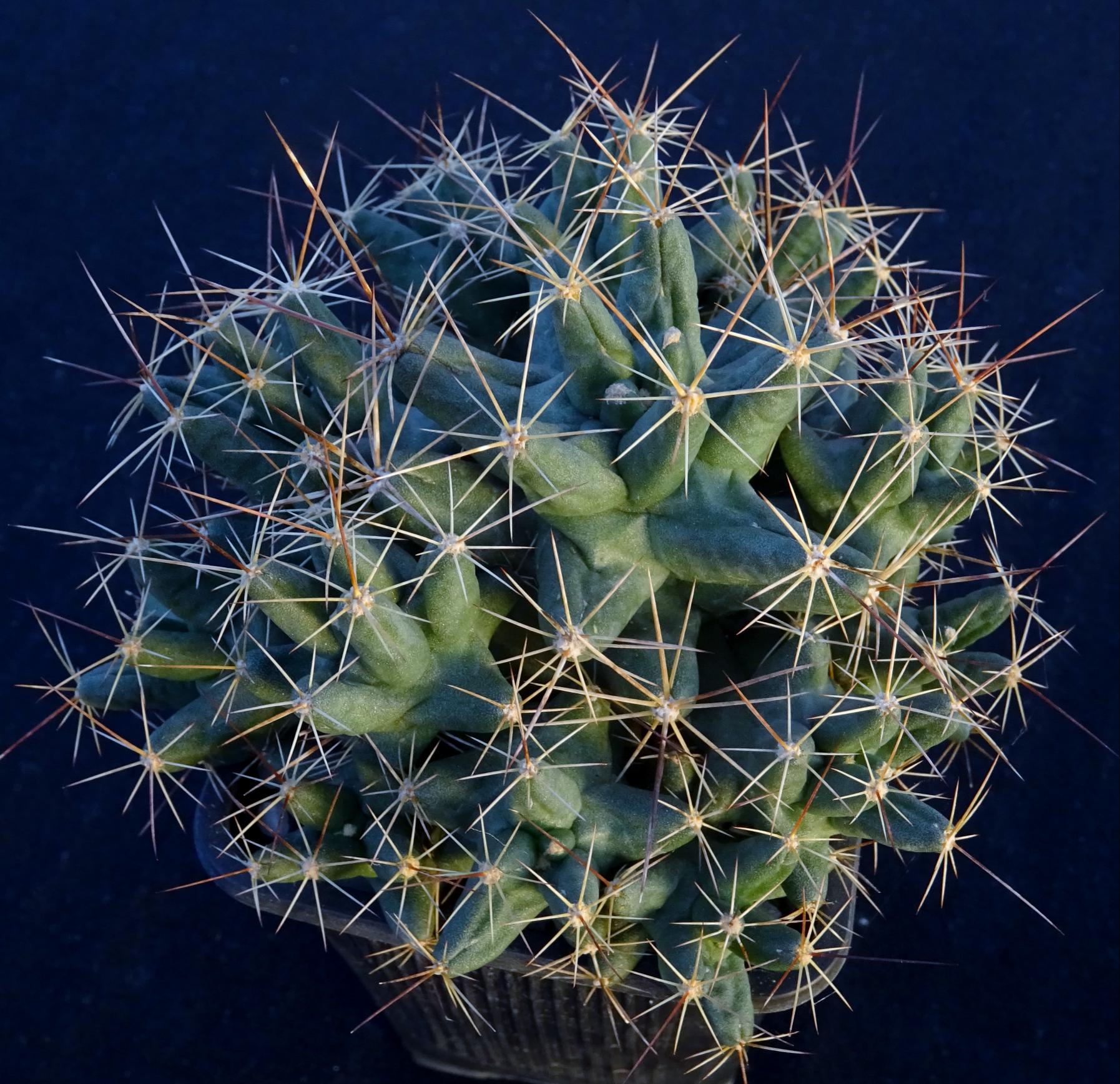Coryphantha runyonii  x  Coryphantha macromeris