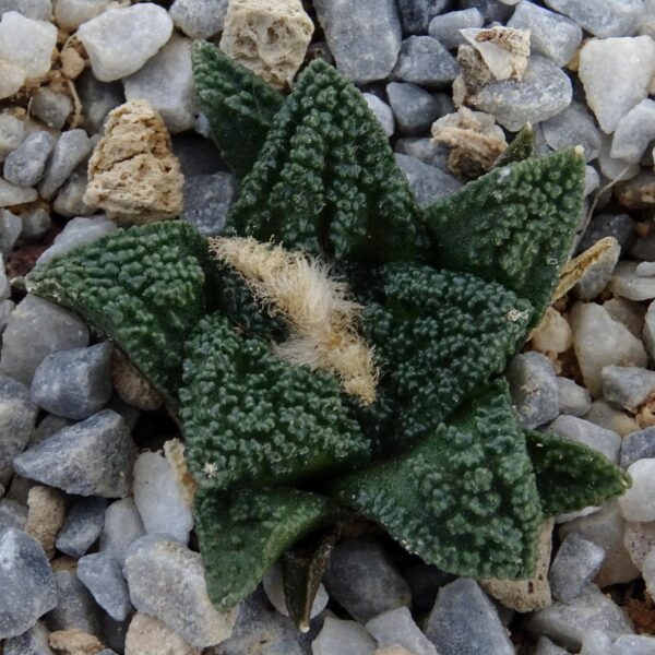 Ariocarpus fissuratus v. hintonii PP352 El Herrero