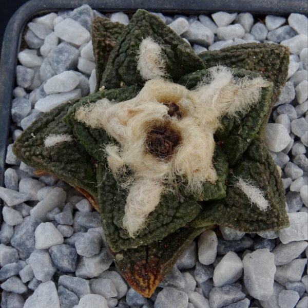 Ariocarpus fissuratus v. hintonii  Matehuala