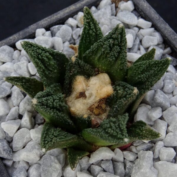 Ariocarpus fissuratus v. hintonii