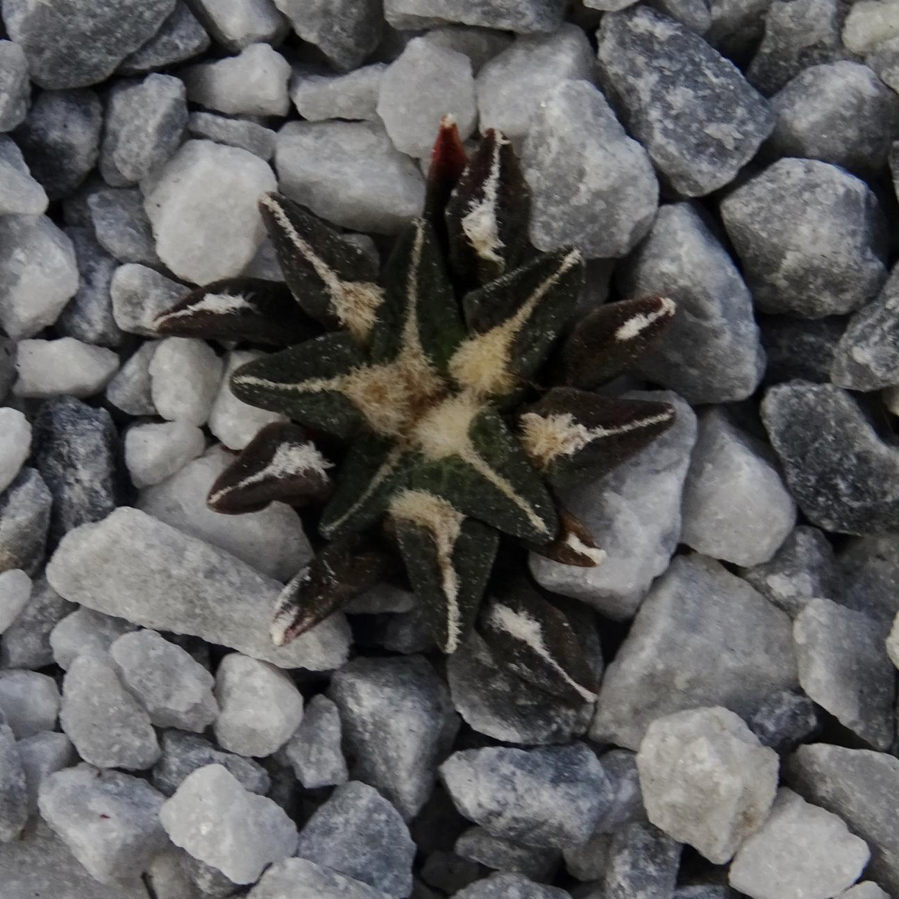 Ariocarpus kotschoubeyanus  SB100 El Pilar