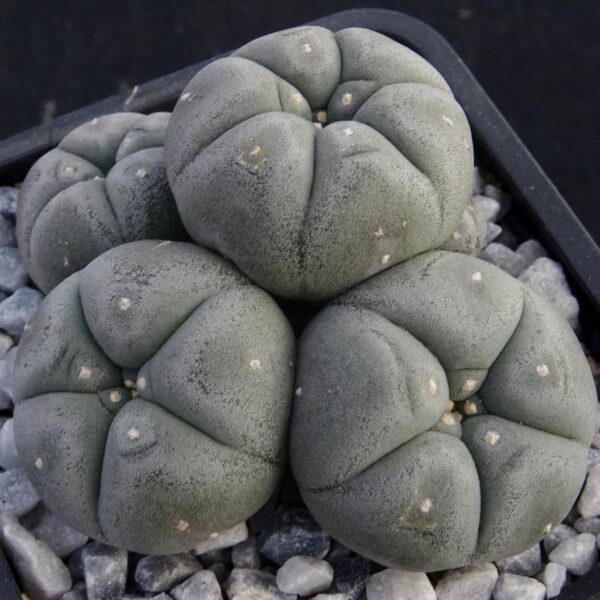 Lophophora williamsii v. caespitosa