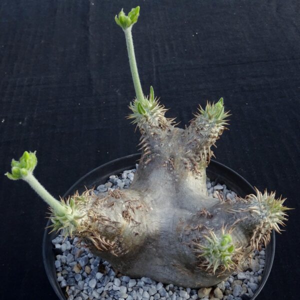 Pachypodium eburneum Madagascar