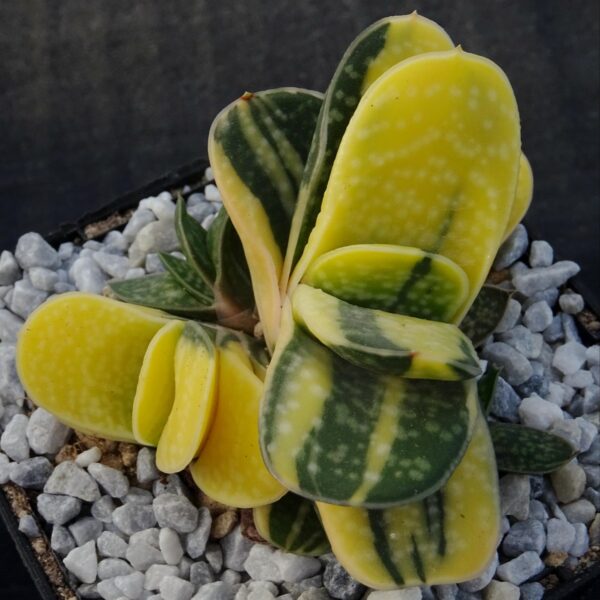 Gasteria gracilis f. minima variegata