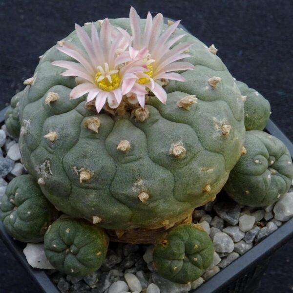 Lophophora fricii