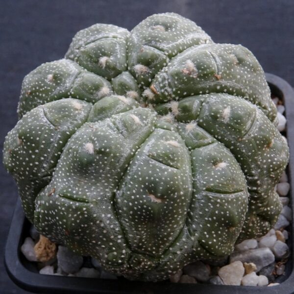Astrophytum asterias cv. Kikko