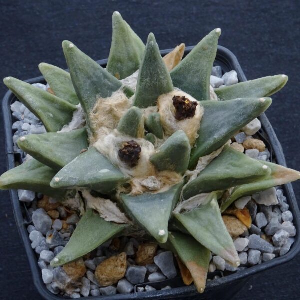 Ariocarpus retusus v. scapharostroides