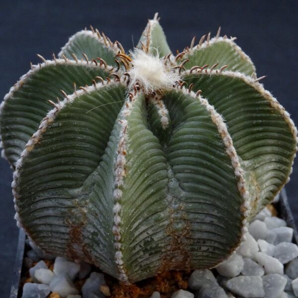 Aztekium hintonii  Galeana
