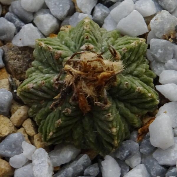 Aztekium ritteri