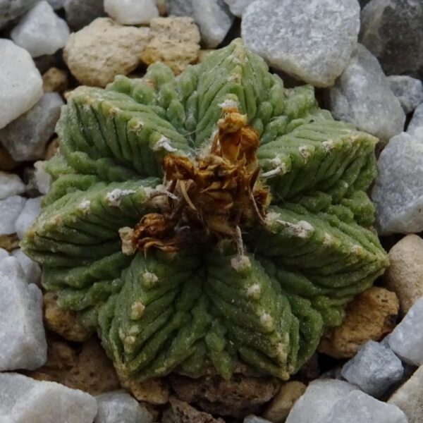 Aztekium ritteri