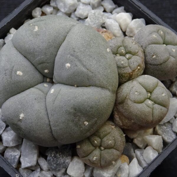 Lophophora  williamsii v. caespitosa