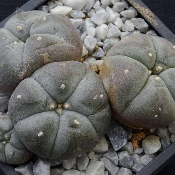 Lophophora  williamsii v. caespitosa