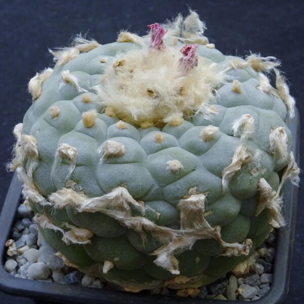 Lophophora  fricii