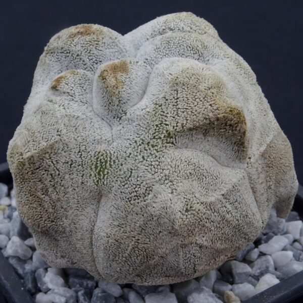 Astrophytum coahuilense cv. Kikko