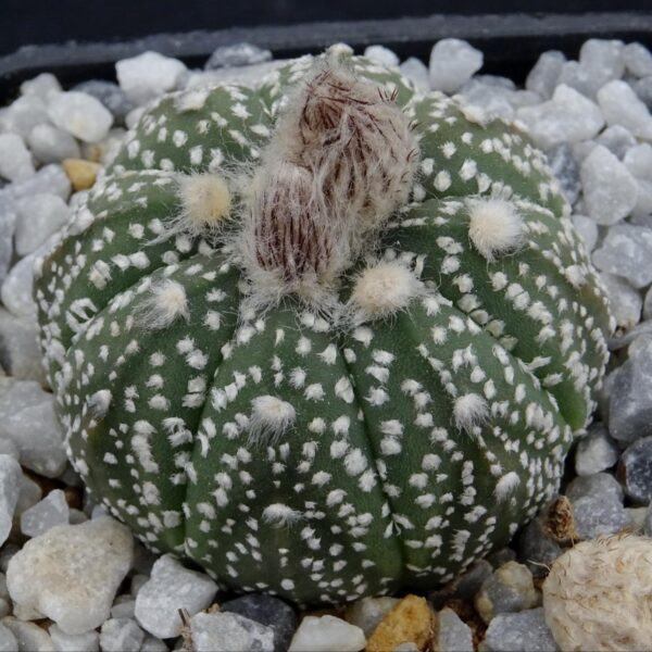 Astrophytum asterias