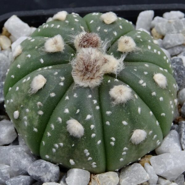 Astrophytum asterias