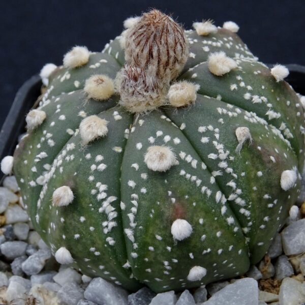 Astrophytum asterias