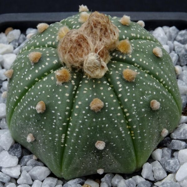 Astrophytum asterias