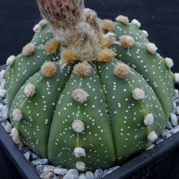 Astrophytum asterias