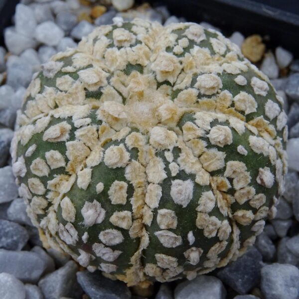 Astrophytum asterias cv. Superkabuto