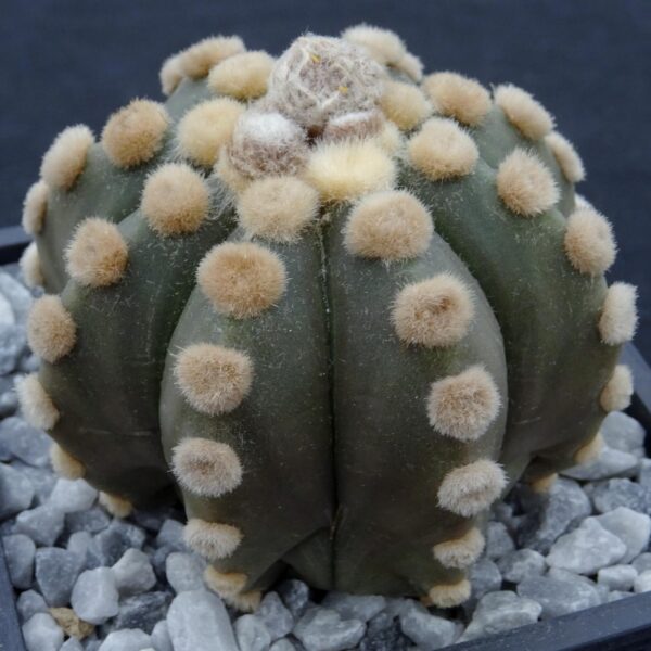Astrophytum asterias cv. Oiboo