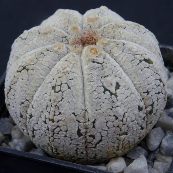 Astrophytum asterias cv. Snow x coahuilense